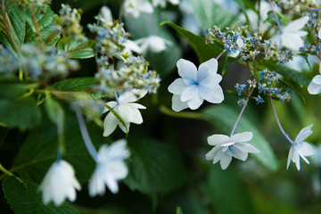 紫陽花