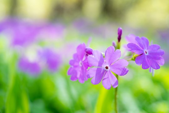 26 Best ニホンサクラソウ Images Stock Photos Vectors Adobe Stock