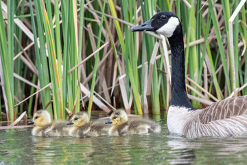 Canada Goose