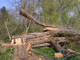 Bäume mit Sturmschäden