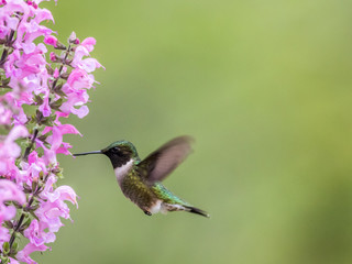 Obraz premium Female Ruby-throated Hummingbird, Archilochus colubris, feeds on Meadow Sage (Salvia Pretensis), a pink perennial flower in Spring