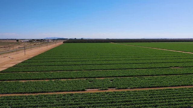 drone flight over lettuce field and pecan trees