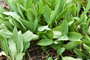 Lactuce debilis Maxim, Thai herb relief fever