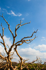 Unusual crooked branches of the tree and blue sky with clouds.