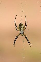 Argiope And Dew