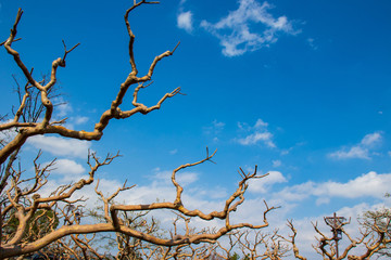Unusual crooked branches of the tree and blue sky with clouds.