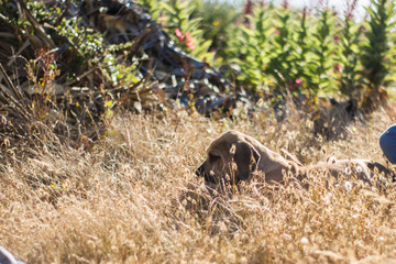 Cachorro Fila Brasileño 