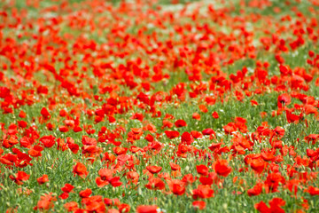 Fototapeta premium Mohnblumenfeld mit leuchtend rotem Klatschmohn