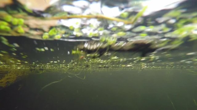Handheld, exterior shot from a boat driving under the water as it cruises through a river.