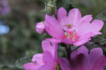 Naklejka premium fotografía macro