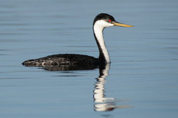Western Grebe