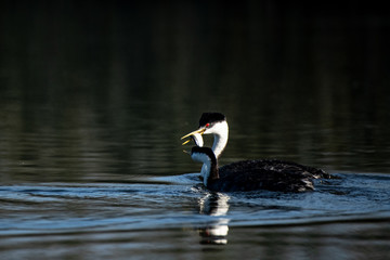 Fototapeta premium Western Grebe Feeding Mate