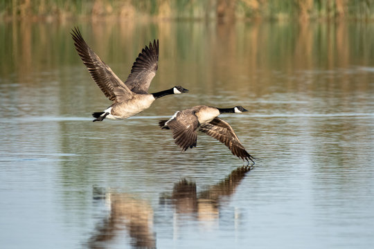 Canadian Geese In Flight