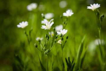 White spring flowers in the meadow. Anemone. 