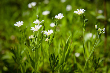 White spring flowers in the meadow. Anemone. 