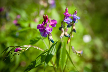 Purple Spring Flowers in forest