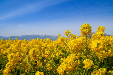 Obraz premium 菜の花畑