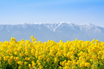 菜の花畑