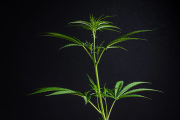 Marijuana leaves, cannabis on a dark background
