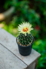 Close up yellow flower of Hamatocactus cactus in pot.