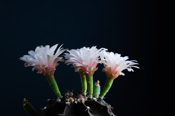 Close up pink flower of Gymnocalycium mihanovichii cactus.