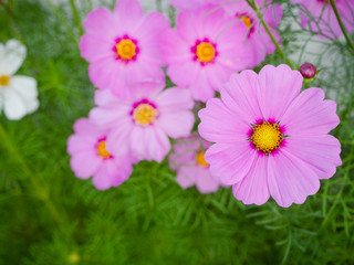 Close up Beautiful cosmos flowers in blooming