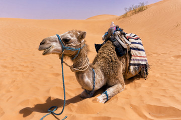 Smiling Camel in Sahara Desert, Tunisia