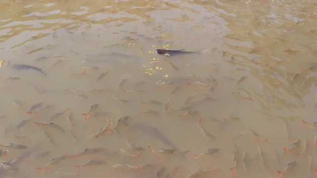 The fish in Chao Phraya river Thailand footage.