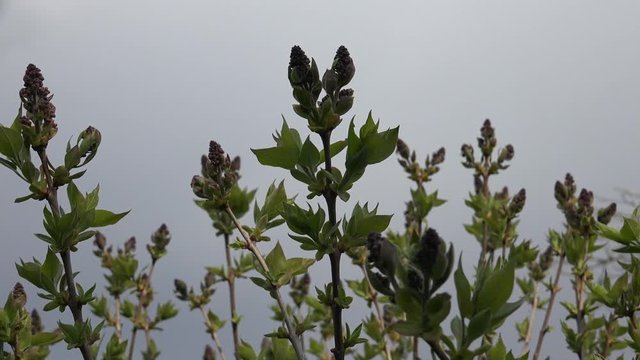 Syringa vulgaris (lilac or common lilac) is a species of flowering plant in the olive family Oleaceae, native to the Balkan Peninsula, where it grows on rocky hills.
