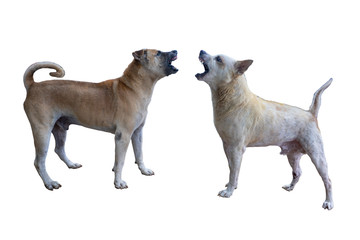 Old dogs were biting each other. White Blackground. With clipping path.