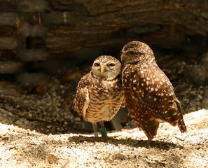 Pair of burrowing owls (athene cunicularia) cuddling together during mating season.   Burrowing owls live underground in burrows that have been dug out by small mammals.