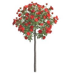 Rose bush 3d illustration isolated on the white background