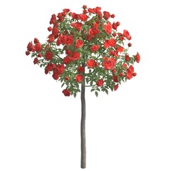 Rose bush 3d illustration isolated on the white background