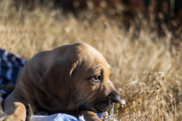 Cachorro Fila Brasileño 