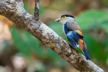 Silver-breasted Broadbill perching on perch in a forest on northern Thailand