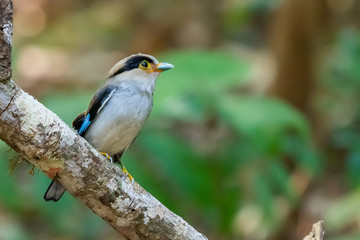 Silver-breasted Broadbill perching on perch in a forest on northern Thailand