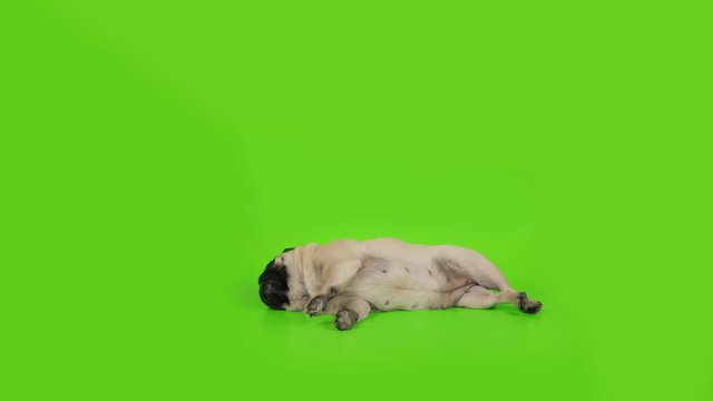 Cute, fun, lazy female pug dog lying belly up pose. Green screen.