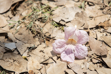 close up of single Tabebuia rosea pink trumpet flower 