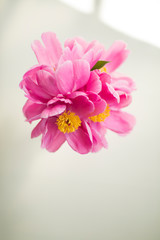Pink Peony flower in bright white room