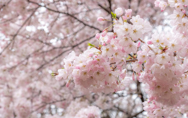 Selective focus of Sakura flowers or Cherry blossom in Japanese garden