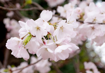 Selective focus of Sakura flowers or Cherry blossom in Japanese garden