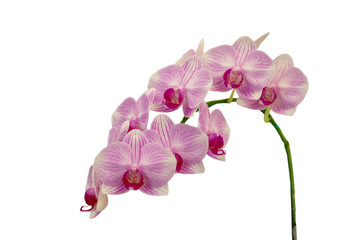 Fototapeta na wymiar Purple orchid : Isolated on white background