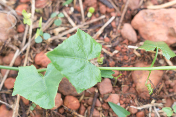 Coccinia grandis growing on soil with red pebble in upcountry