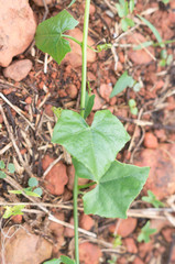 Coccinia grandis growing on soil with red pebble in upcountry