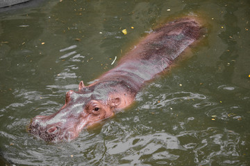 Obraz premium Hippo floating in the water.