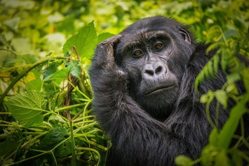 A close-up portrait of a female mountain gorilla, showing the details of her facial features, in its natural forest habitat of Bwindi Impenetrable National Park in Uganda.