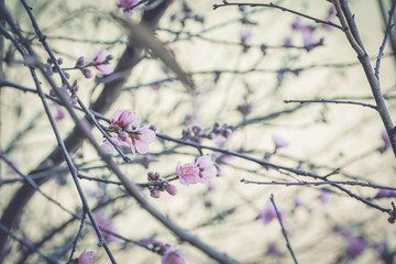Cherry blossom sakura