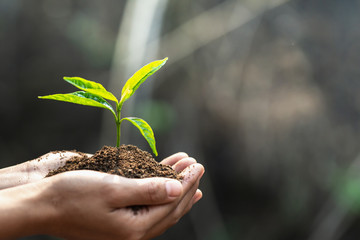 environment Earth Day In the hands of trees growing seedlings. Bokeh green Background Female hand holding tree on nature field grass Forest conservation concept, reduce global warming.