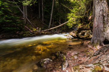 Myrtle Falls creek with fallen tree over soft flowing water