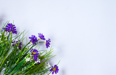 blue flowers on white background